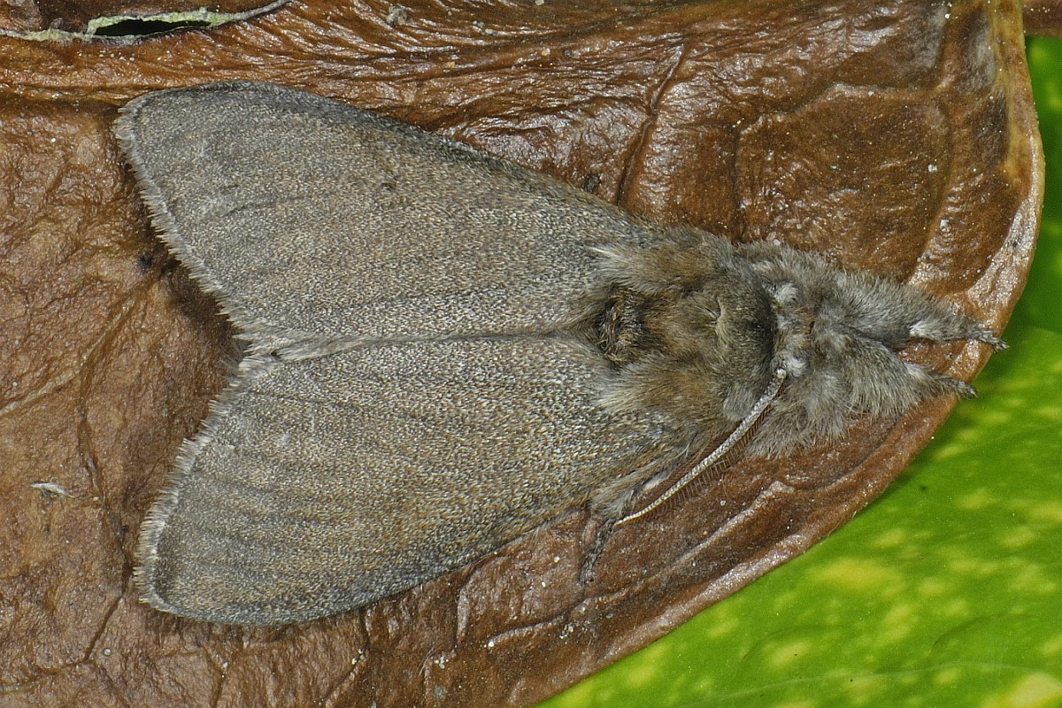Calliteara pudibunda, Pale Tussock